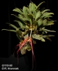 Bulbophyllum wendlandianum  (01)